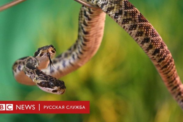 Mega darknet ссылка