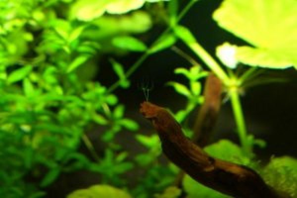 Kraken даркнет gigageek ru