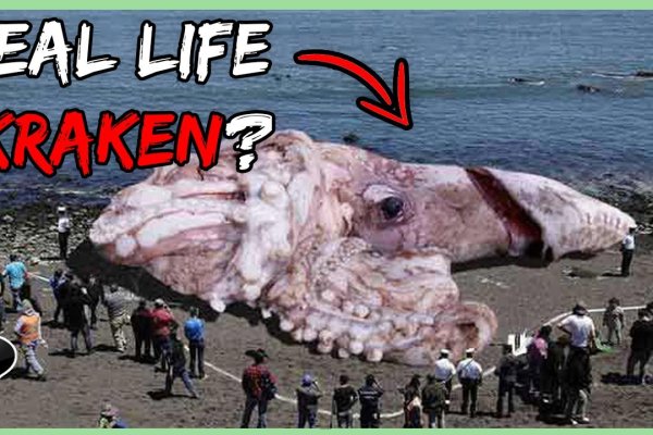 Kraken 12g
