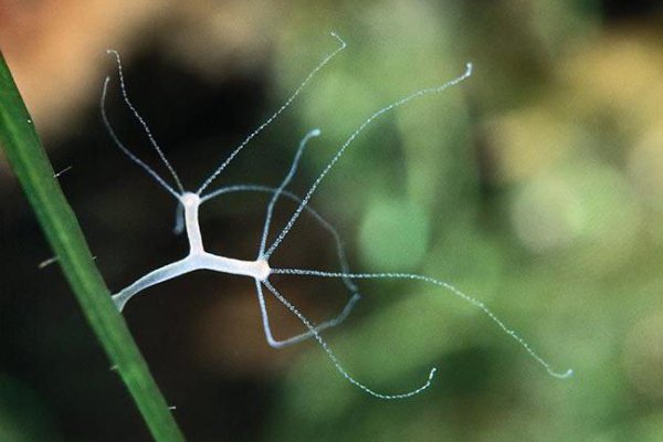 Kraken это современный маркетплейс